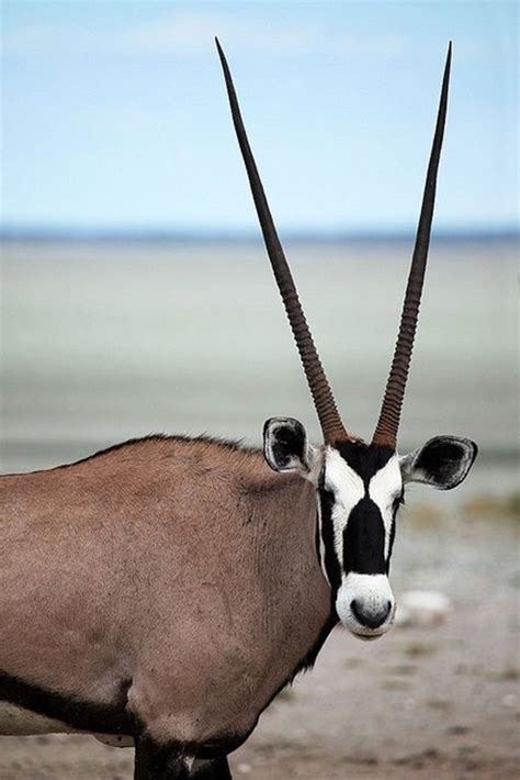 Straight Horned African Animal A Comprehensive Guide Renobig
