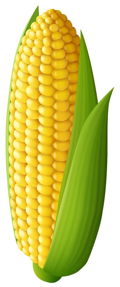 Corn On The Cob With Green Leaves