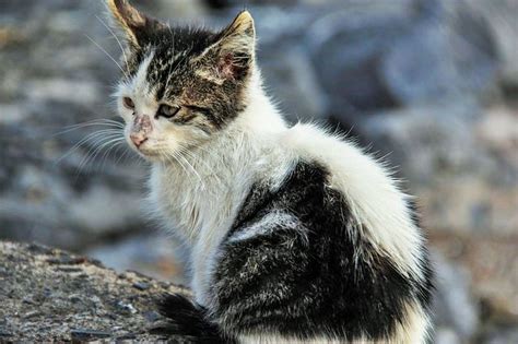 Even though they spawn in villages, they don't necessarily remain there; Why Adopting a Stray Cat will be the best decision of your ...