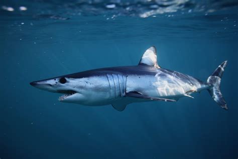 Shortfin Mako Shark Oceana