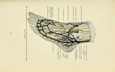 Arterial Supply Of The Lower Limb Medical Online Library