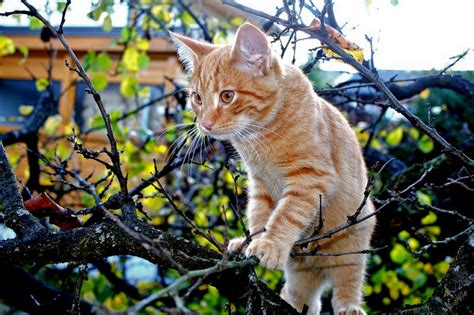 9 Fun Facts About Orange Tabby Cats The Purrington Post