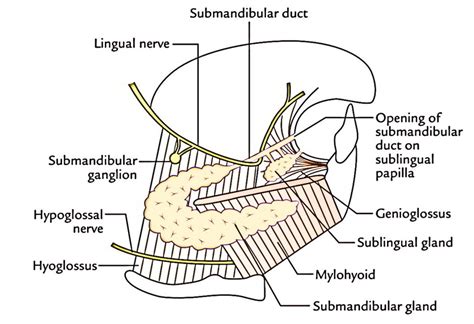 Submandibular Duct