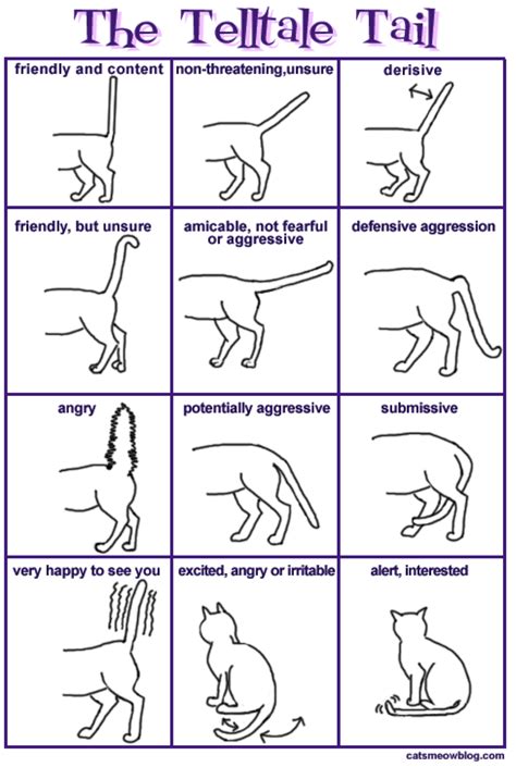 What Is Your Cat Trying To Tell You Life On Four Legs