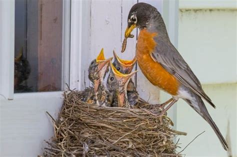 How To Keep Birds From Nesting On Your Home Or Business