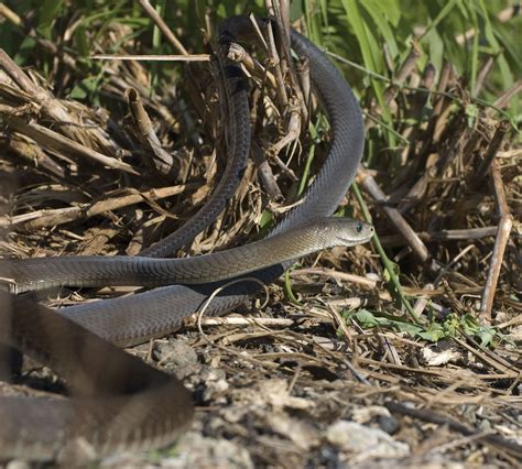 A Picture Of A Black Mamba Snake Snake Poin