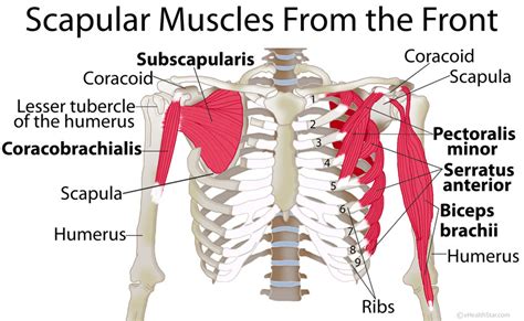 Back Muscle Names Scapula Shoulder Blade Muscles Front True Form