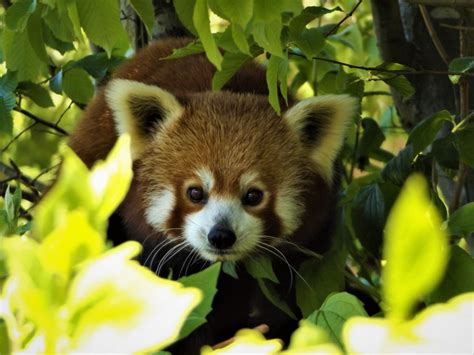 Mai The Red Panda Animal Experiences At Wingham Wildlife Park In Kent