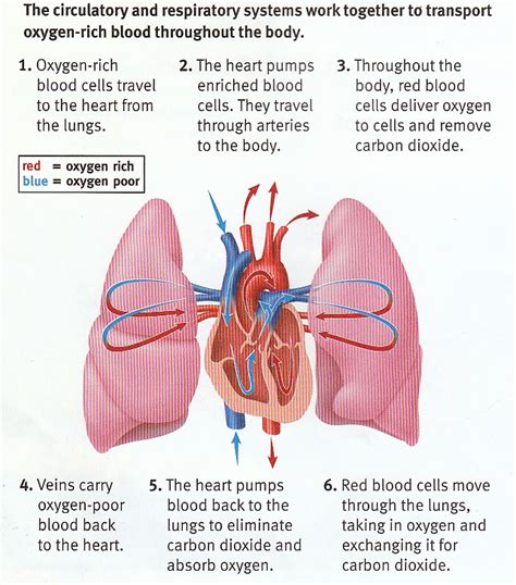 Sample 1 Heart And Lung Diagram Diagram Center