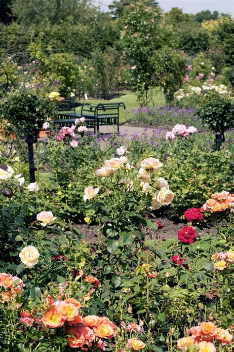 Rose Garden At Rhs Wisley Stock Image C0045084 Science Photo Library