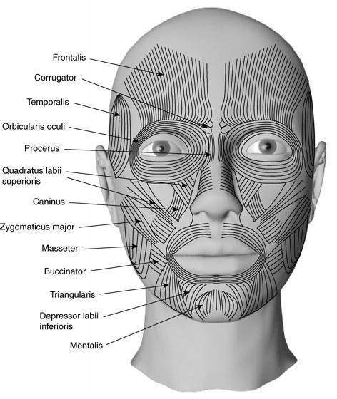 Medical Transcription Facial Muscles