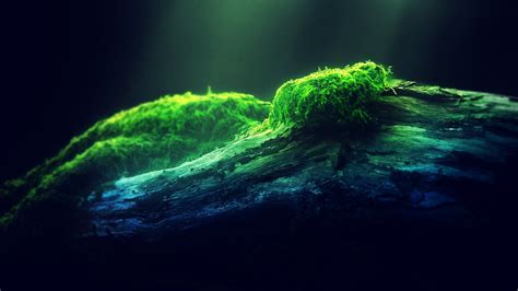 80 Moss Hd Wallpapers And Backgrounds