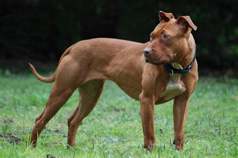 The American Pit Bull Terrier A Guide For Owners Pethelpful