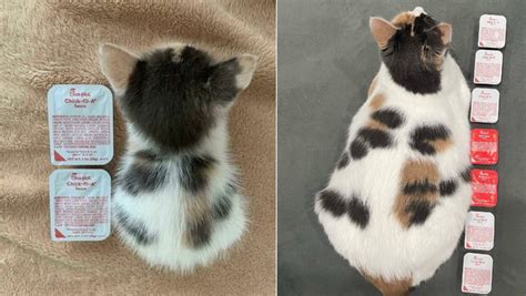 Redditor Shares Final Sauce Cat Update Boasting An Impressive Length Of Seven Chick Fil A