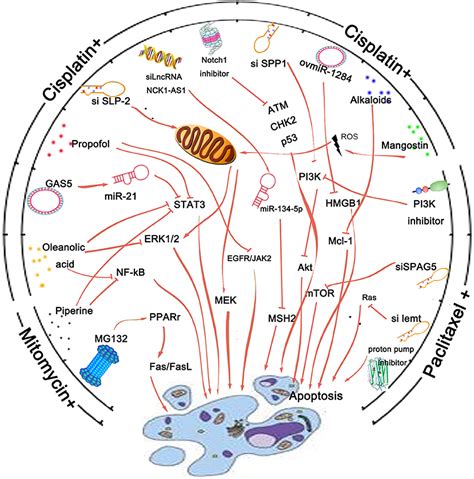 Frontiers An Overview Of Novel Agents For Cervical Cancer Treatment