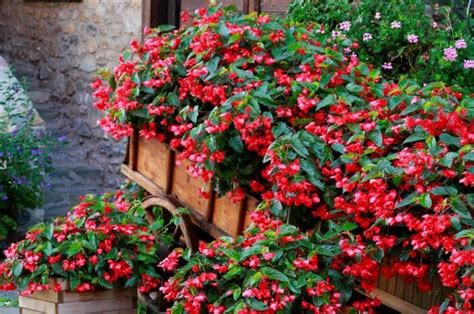 Paprika, basilikum und oregano können ebenfalls nicht im schatten gedeihen. Halbschattenpflanzen: 5 Pflanzen für schattige Standorte ...
