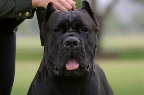 Cane Corso Italian Mastiff At Its Best Your Mastiff