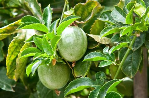 An example of passion is when you really love art. Passion Fruit - Louie's Nursery & Garden Center - Riverside CA