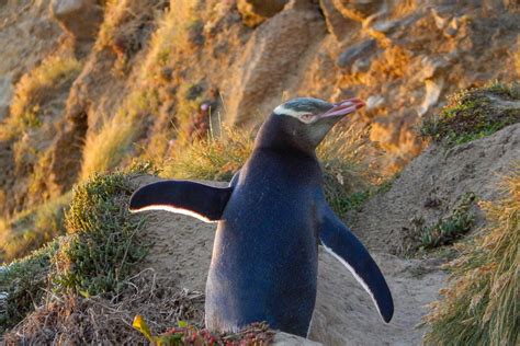 New Zealands Iconic Yellow Eyed Penguins Slipping To Extinction As