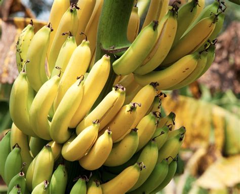 Organic Bananas Cavendish Approx 3 5 750g Farm Fresh Organics