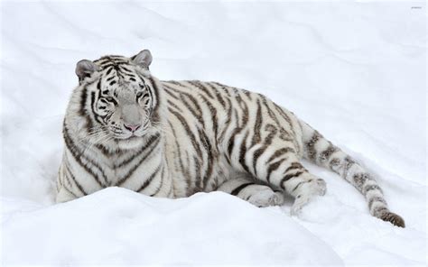 Snow Tiger Wallpapers Bigbeamng
