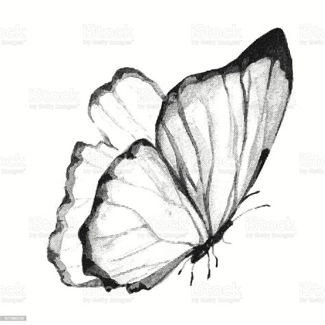 Ilustración De Lápiz De Dibujo De Una Mariposa Grabado Y Más Vectores