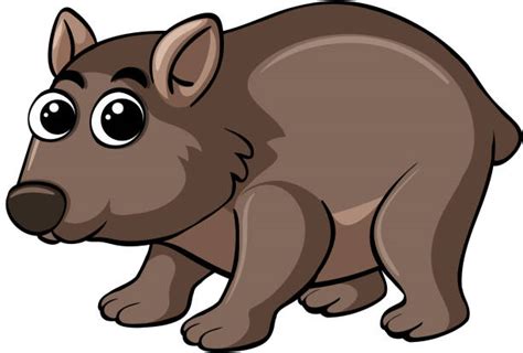 Best Wombat Illustrations Royalty Free Vector Graphics
