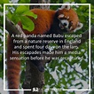 32 Interesting Red Panda Facts | Fact Retriever.com | Panda facts, Red ...