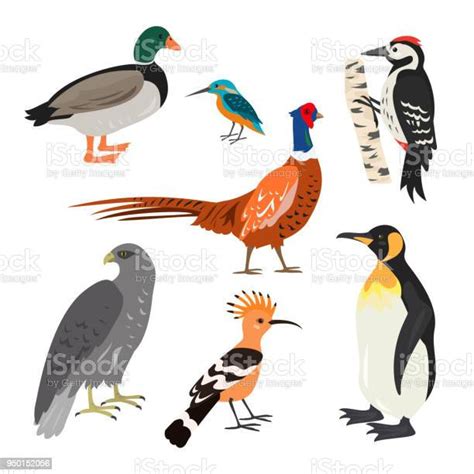 Ilustración De Conjunto De Aves Lindo De Dibujos Animados Sobre Fondo