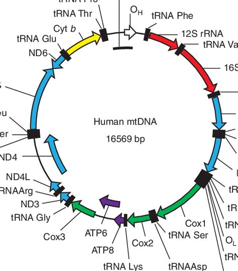 The Map Of Human Mitochondrial Dna O H And O L Origins Of Heavy And
