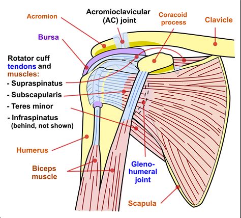 Diagram Of The Shoulder Koibana Info Shoulder Joint Anatomy The Best