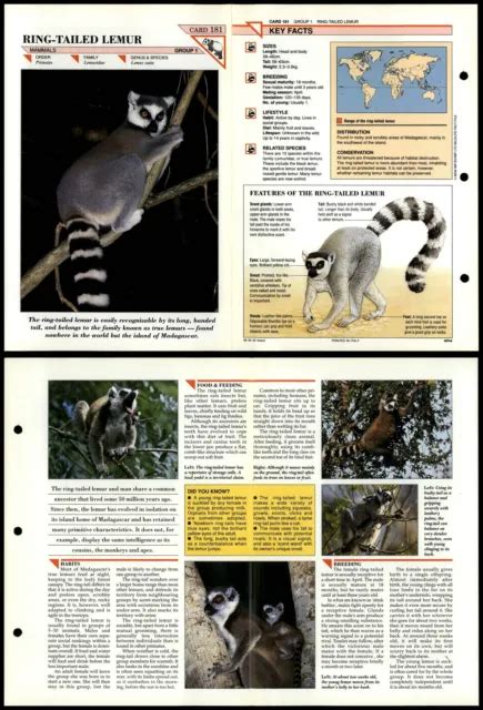 Ring Tailed Lemur 181 Mammals Wildlife Fact File Fold Out Card 247