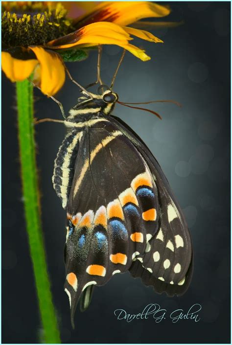 Palmades Swallowtail Butterfly Photography And Design By