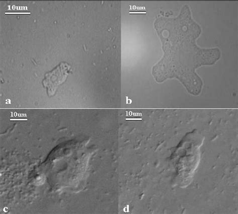 Light Microscope Images A B And Differential Interference Contrast