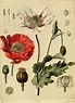 11 Carl Linnaeus ideas | linnaeus, carl linnaeus, flower clock