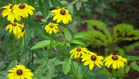 Native and easy to grow! Outdoor Plants That Grow Back Every Year | Garden Guides