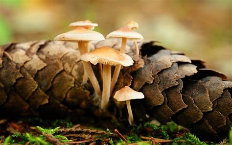 Macro Mushroom Nature Wallpapers Hd Desktop And Mobile