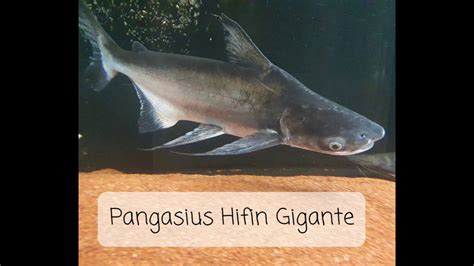 Baby Shark IntroduÇÃo De Um Pangasius Hifin Gigante 60cm Youtube