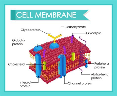 32 Label The Cell Membrane Structures Label Design Ideas 2020 Images
