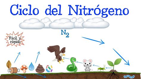 ♻️ Ciclo Del Nitrógeno 💭 Fácil Y Rápido BiologÍa Youtube