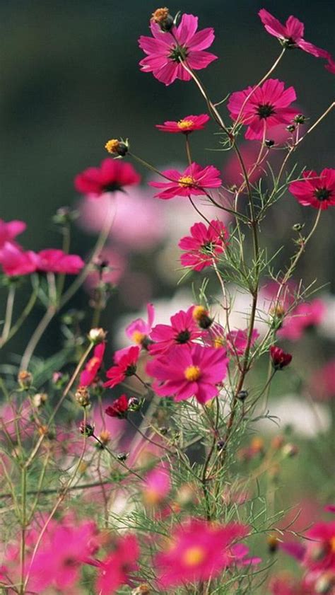 Nature Beautiful Galsang Flower Filed Iphone 5s Wallpaper Download