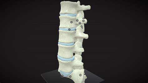 Spine Bone Anatomy 3d Atlas Of Neurological Surgery