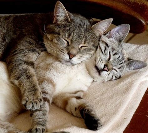 How To Cuddle 101 Cat Cuddle Cute Cats And Kittens Beautiful Cats