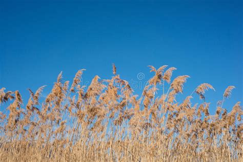 Reed Against Blue Sky Stock Photo Image Of Cloudy Colorful 39875766