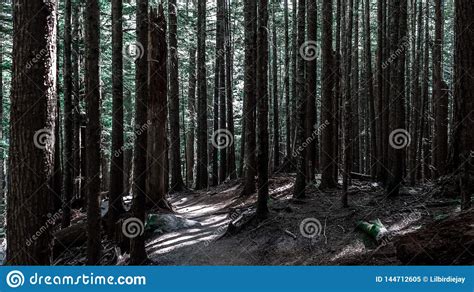 Tall Trees In Dark Forest Stock Image Image Of Outdoor