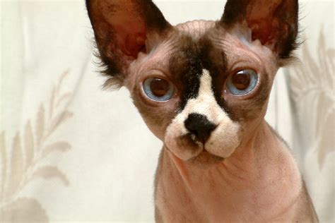 From tortoiseshells to tabbies, you're bound to find a sphynx. Sphynx Cat