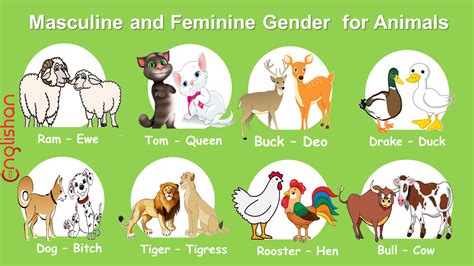 Masculine And Feminine Gender Of Animals List Ultimate Gender Of
