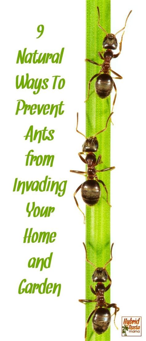 how to get rid of ants 9 natural ways to prevent ants get rid of ants ants in garden ants