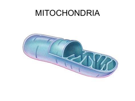 Instead, paternal mitochondria are marked with ubiquitin to select them for later destruction inside the embryo. Organelles in an Animal Cell