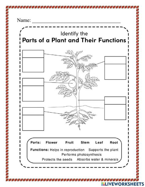 Parts Of A Plant And Their Functions Worksheet With Pictures On The Front Page